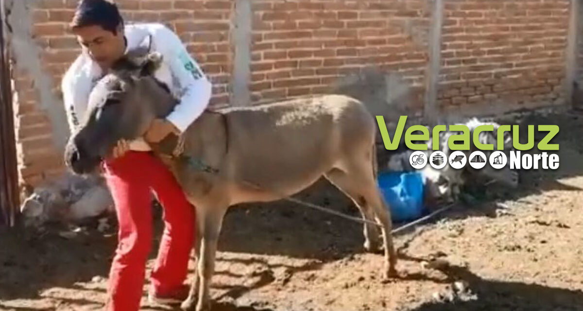 Candidato a diputado del PRI baila y besa a burro (VIDEO)