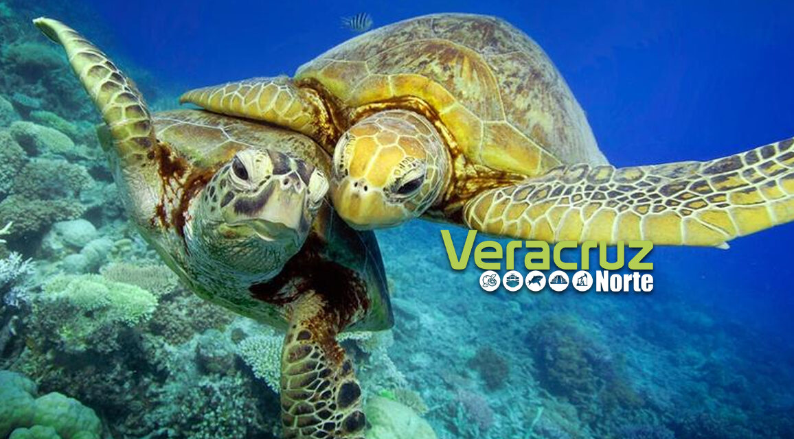 23 de mayo: Día internacional de la Tortuga