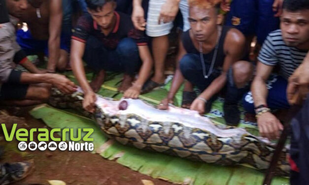 Encuentran a una mujer desaparecida en Indonesia dentro de una pitón (VIDEO)