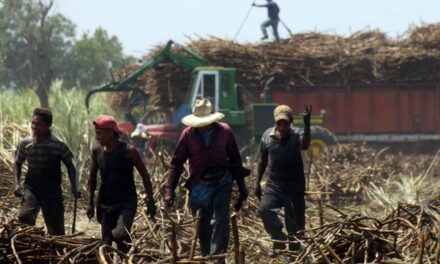 Veracruz, líder en producción de caña de azúcar
