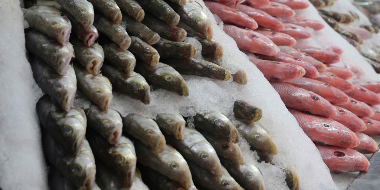 Veracruz, primer productor de róbalo