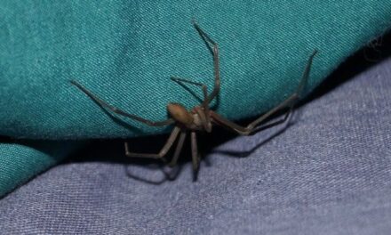 Amputarán pie a bebé mordido por araña violinista