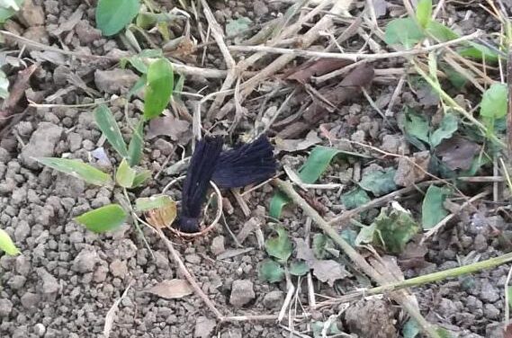 Se logró la identificación de los restos hallados en el Tucán