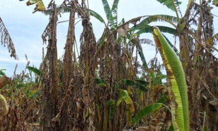 La Sedarpa pagó más de 11 millones de pesos a  productores de plátano