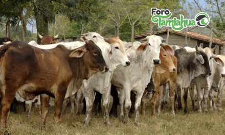 Productores no aseguran ganado ni predios