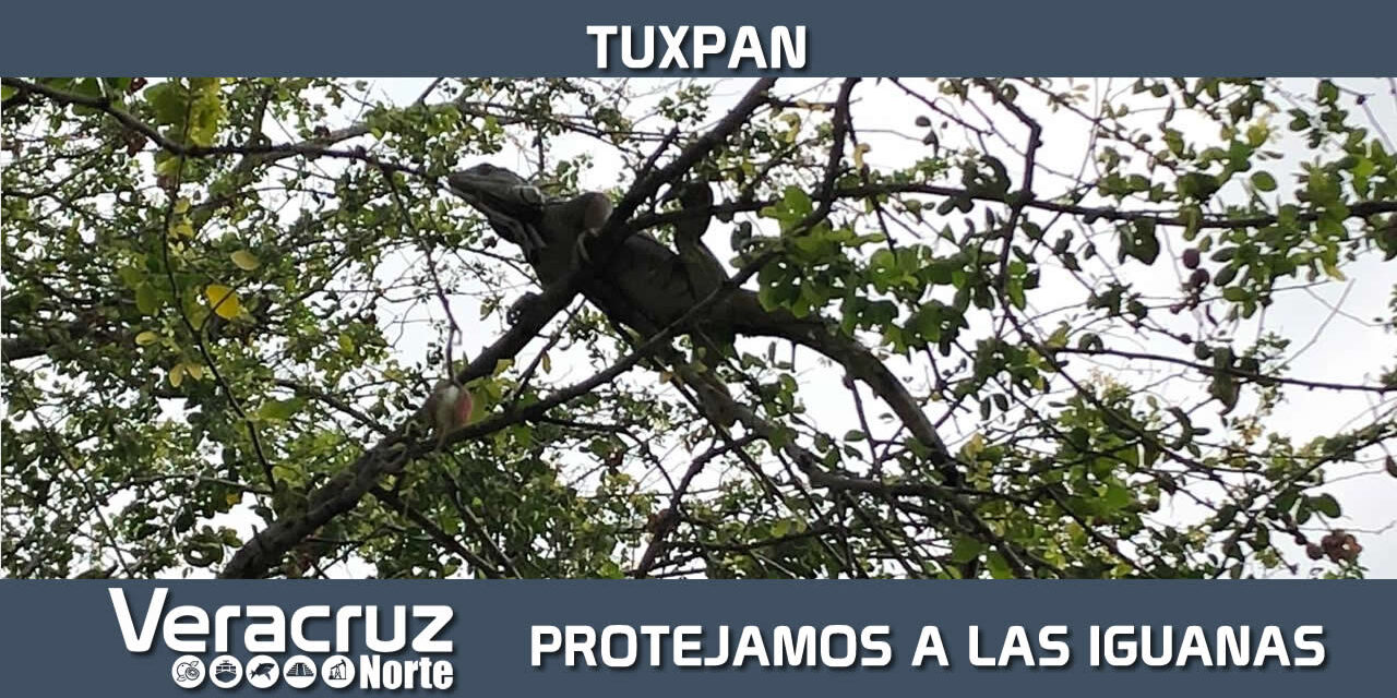 Protejamos a las Iguanas
