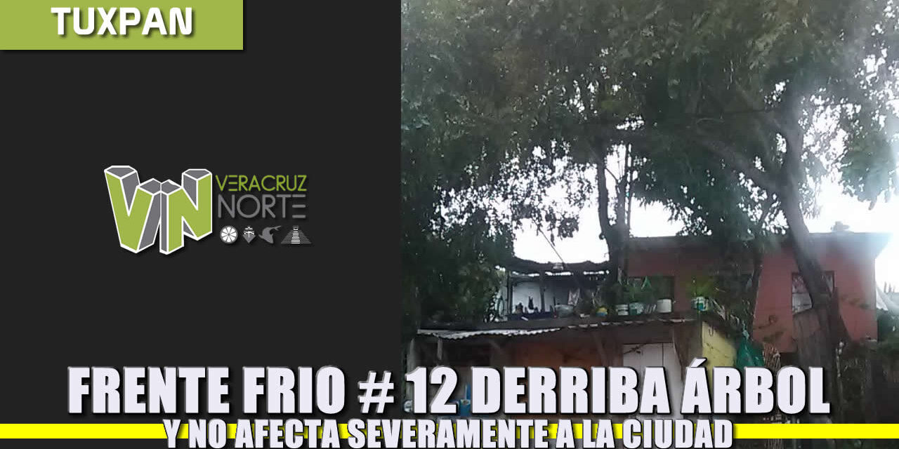 Frente frío 12 derriba árbol pero sistema no provocó daños severos en la ciudad: JCCP