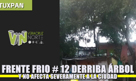 Frente frío 12 derriba árbol pero sistema no provocó daños severos en la ciudad: JCCP
