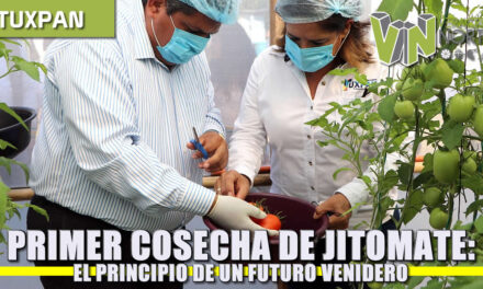 Primer Cosecha de Jitomate: Un futuro venidero