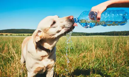 Chontla: ¡Protege a tus mascotas de los golpes de calor!
