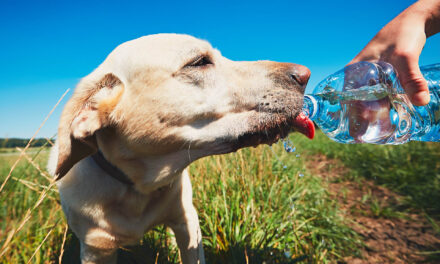 Ozuluama: Protege a tu mascota del calor